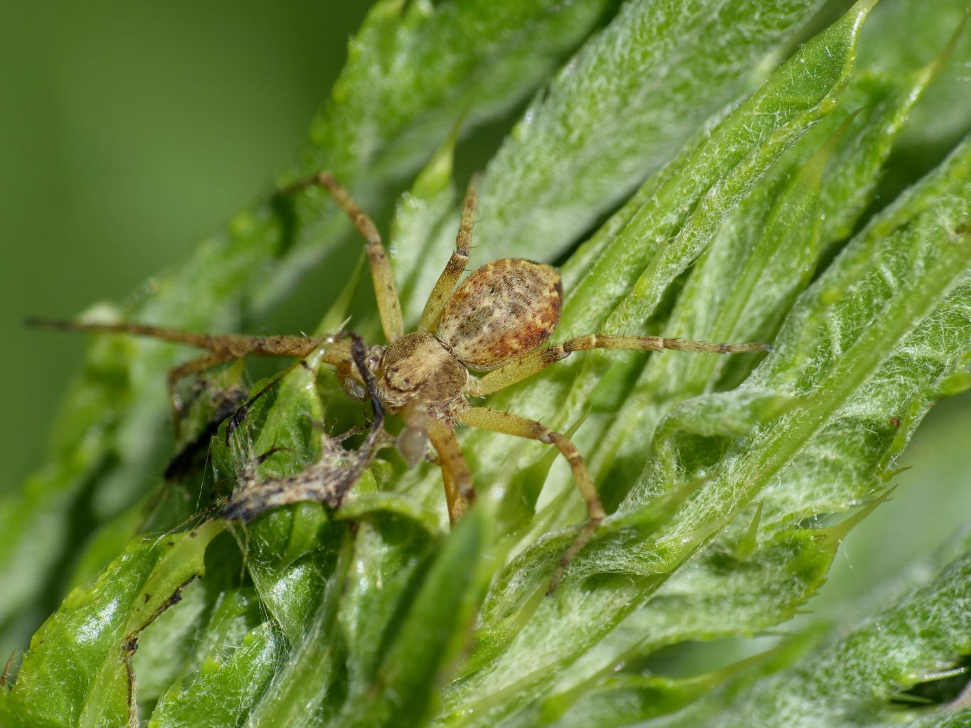 Coppia di Philodromus sp. - Bologna